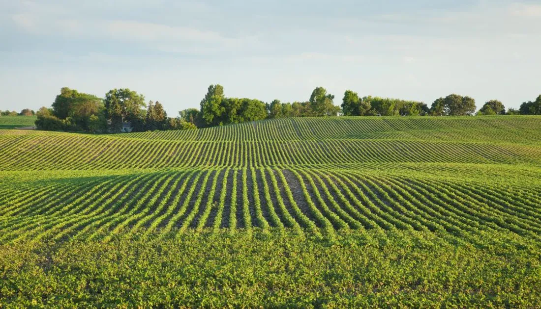 Illustration champ_30 03 22_DanThornberg