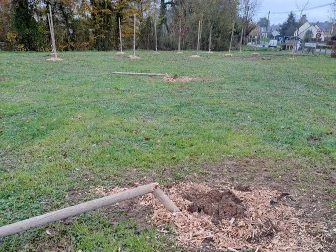 Des noyers ont été dérobés.