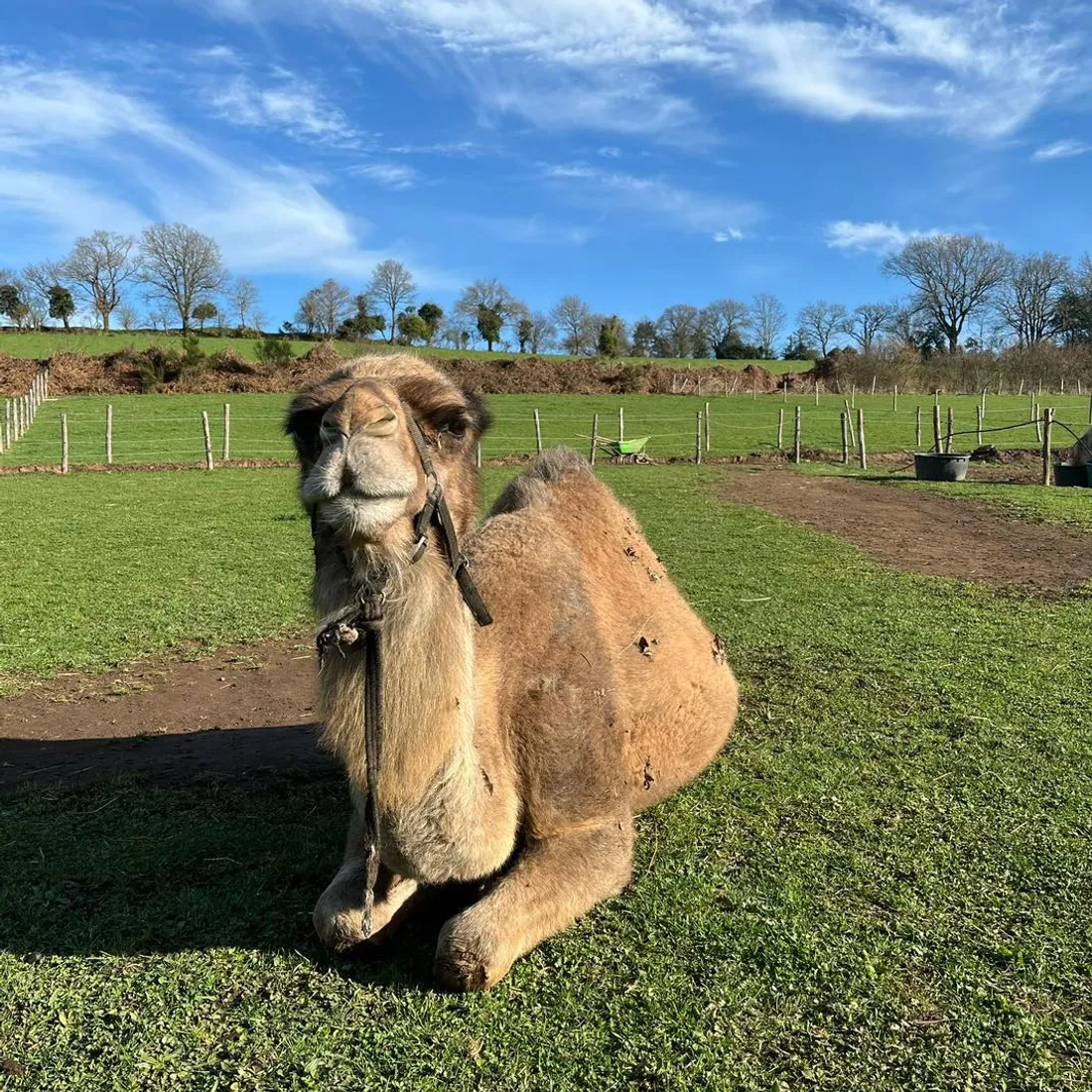 Moundir Dromadaire Sanctuaire_18 04 25_Sanctuaire Le Repère