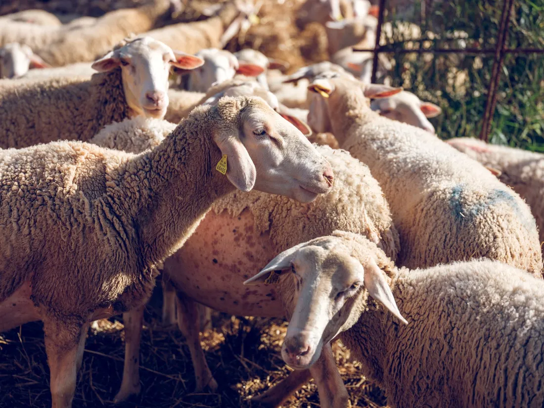 Mouton Image illustration_27 11 23_ADDICTIVE_STOCK