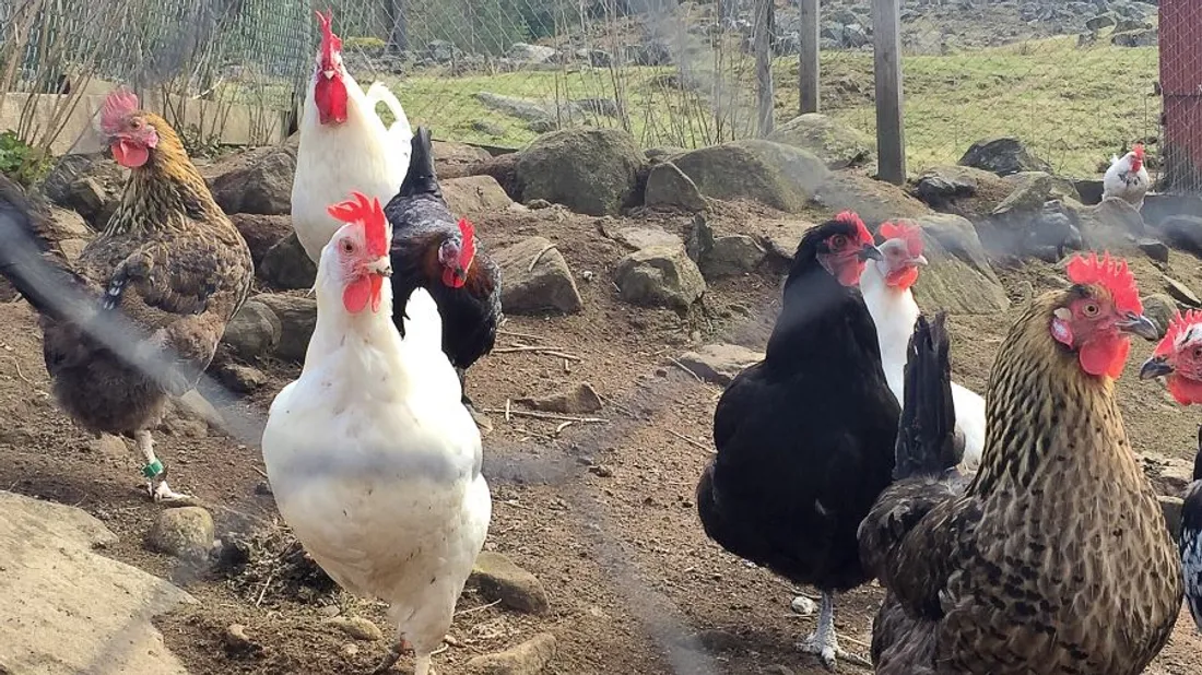 Des cas de grippe aviaire à Evron et Ballots. 