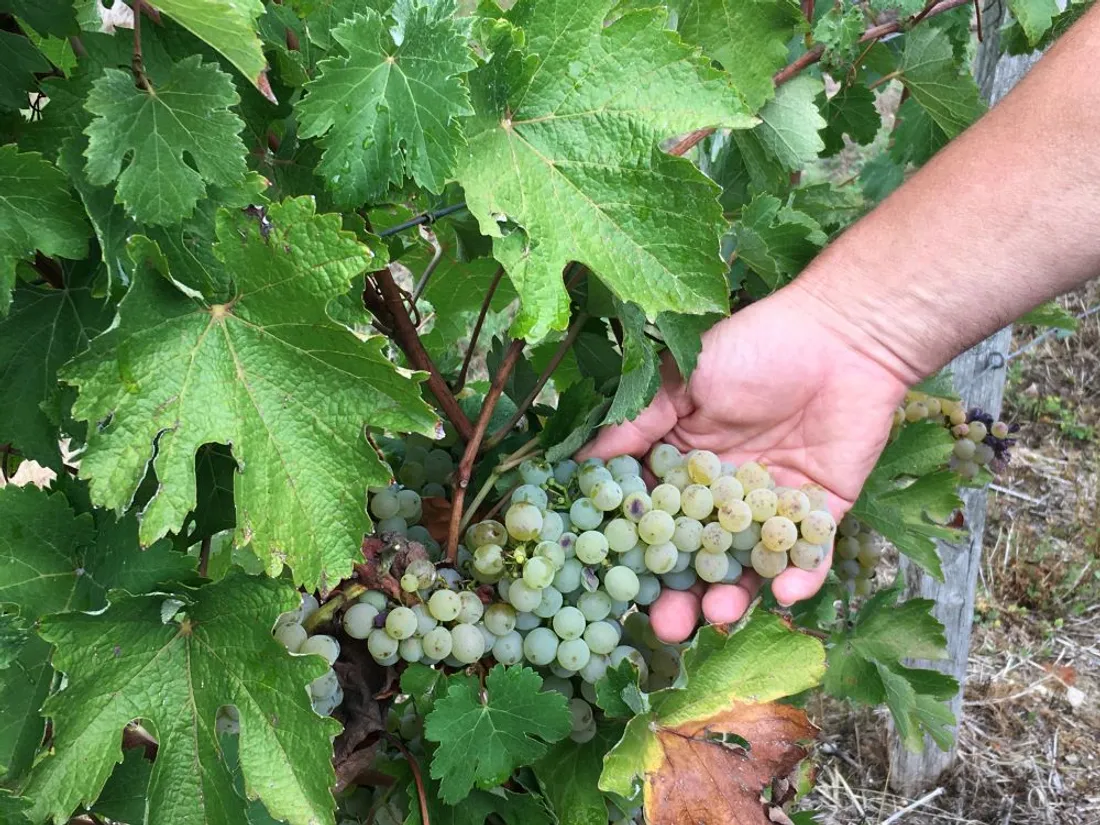 vigne St Denis d'Anjou_13 09 22_AVC