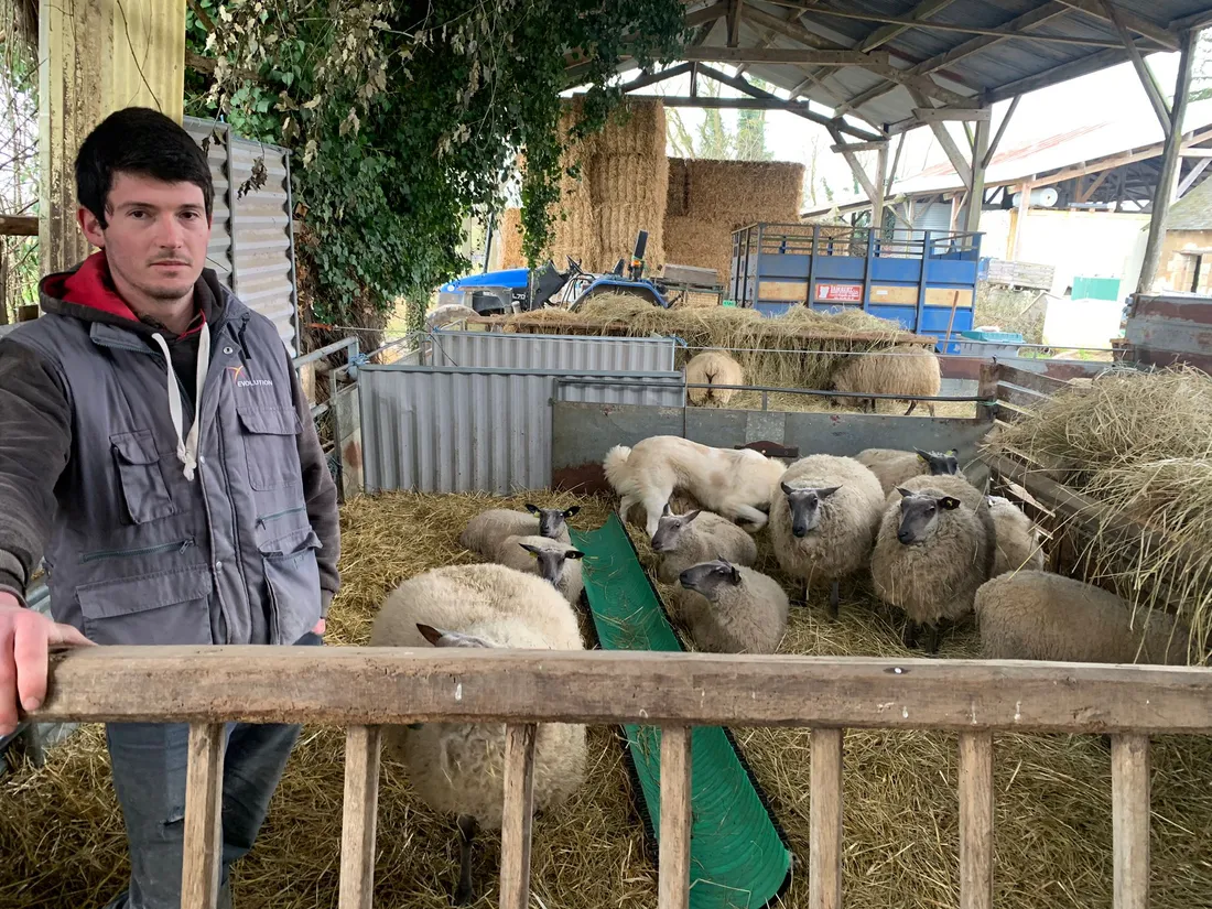 Thomas Lecomte Cornillé Loup_06 02 25_AVC