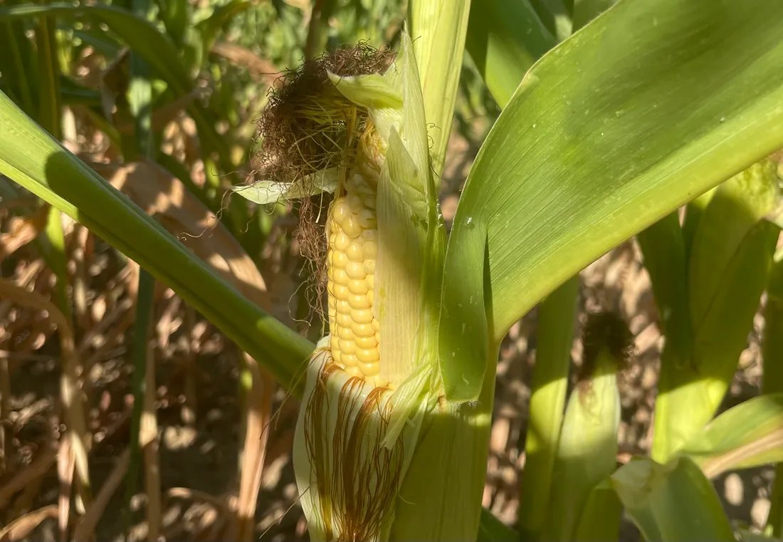 Tous les épis de maïs ne sont pas aussi beaux cette année...