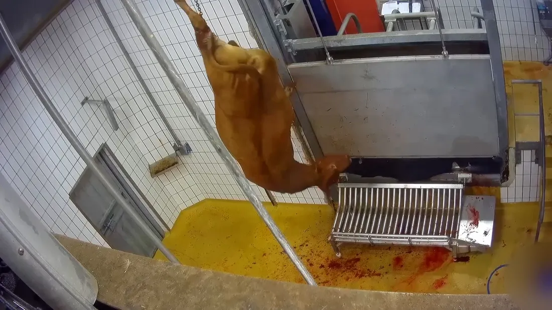 Abattoir de Craon L214_18 01 24_L214