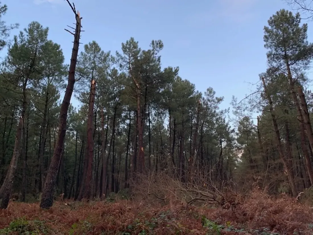foret Longuenee tempete arbres vent_04 12 20_ONF PDL