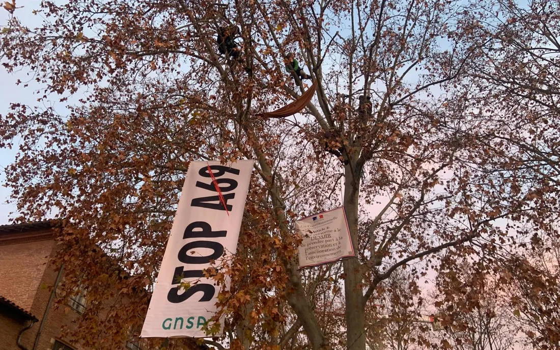 Les écureuils dans les arbres devant le tribunal