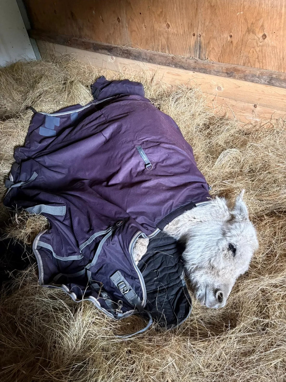 L’animal souffrait d’une malnutrition sévère