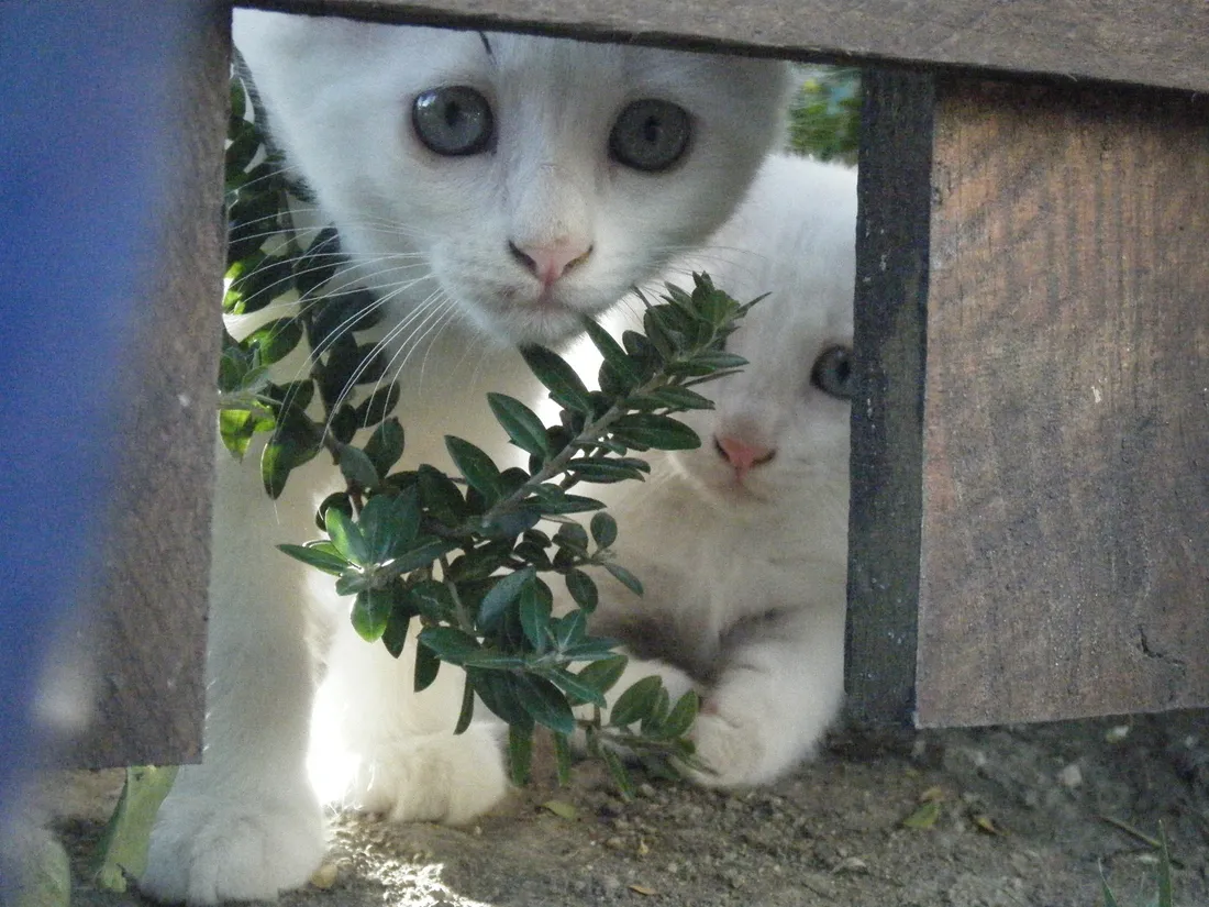 À Lectoure, l’association Les Chats Lectourois fait face à une épreuve difficile. 