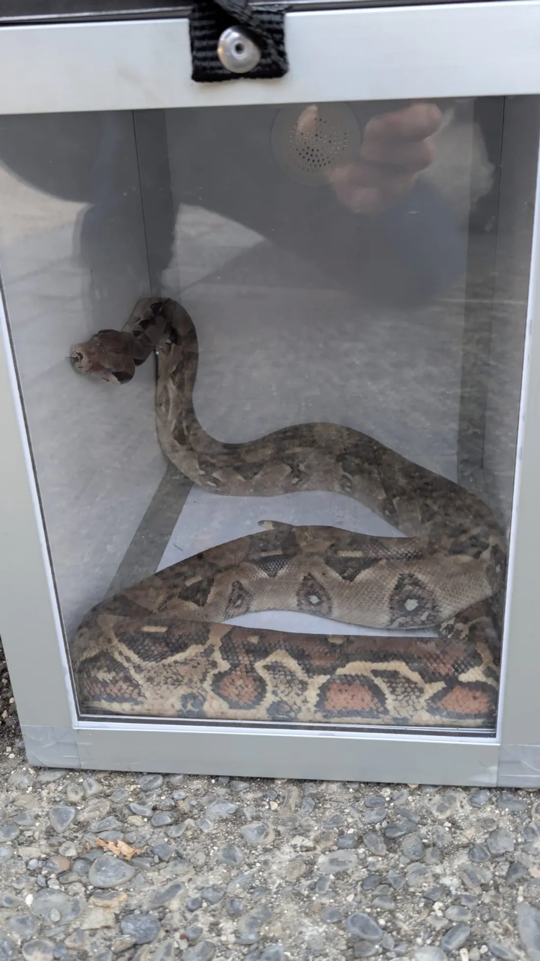 Boa1