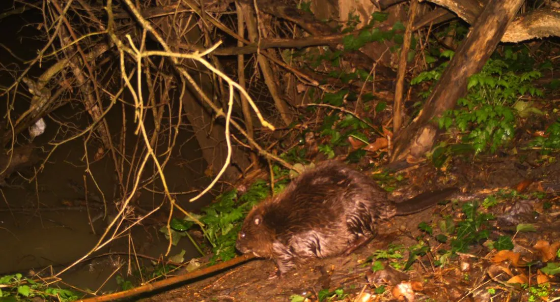 Un castor sur une berge d'une rivière du Tarn-et-Garonne.