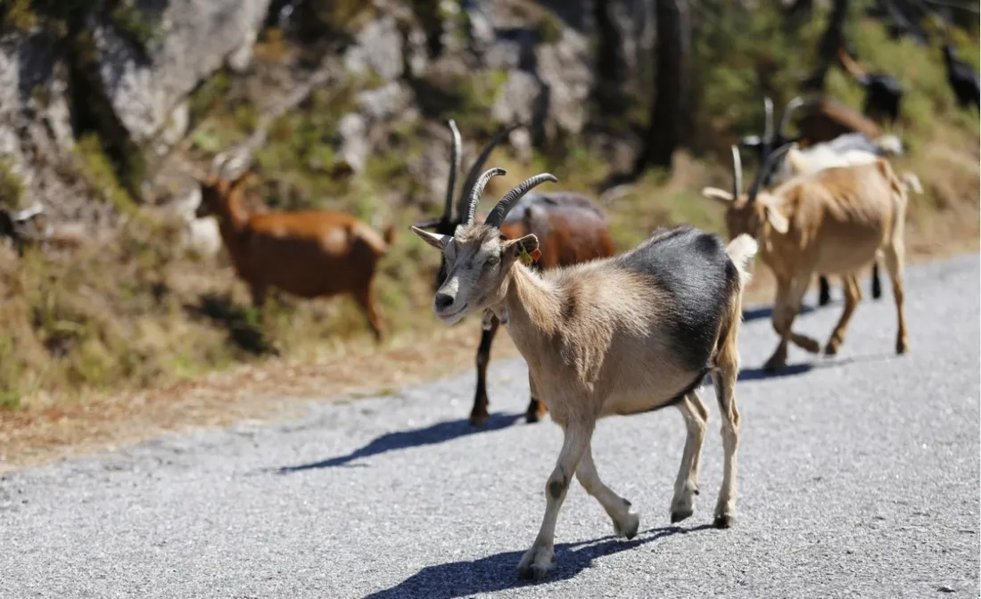 Les chèvres de Melles ne seront finalement pas tuées