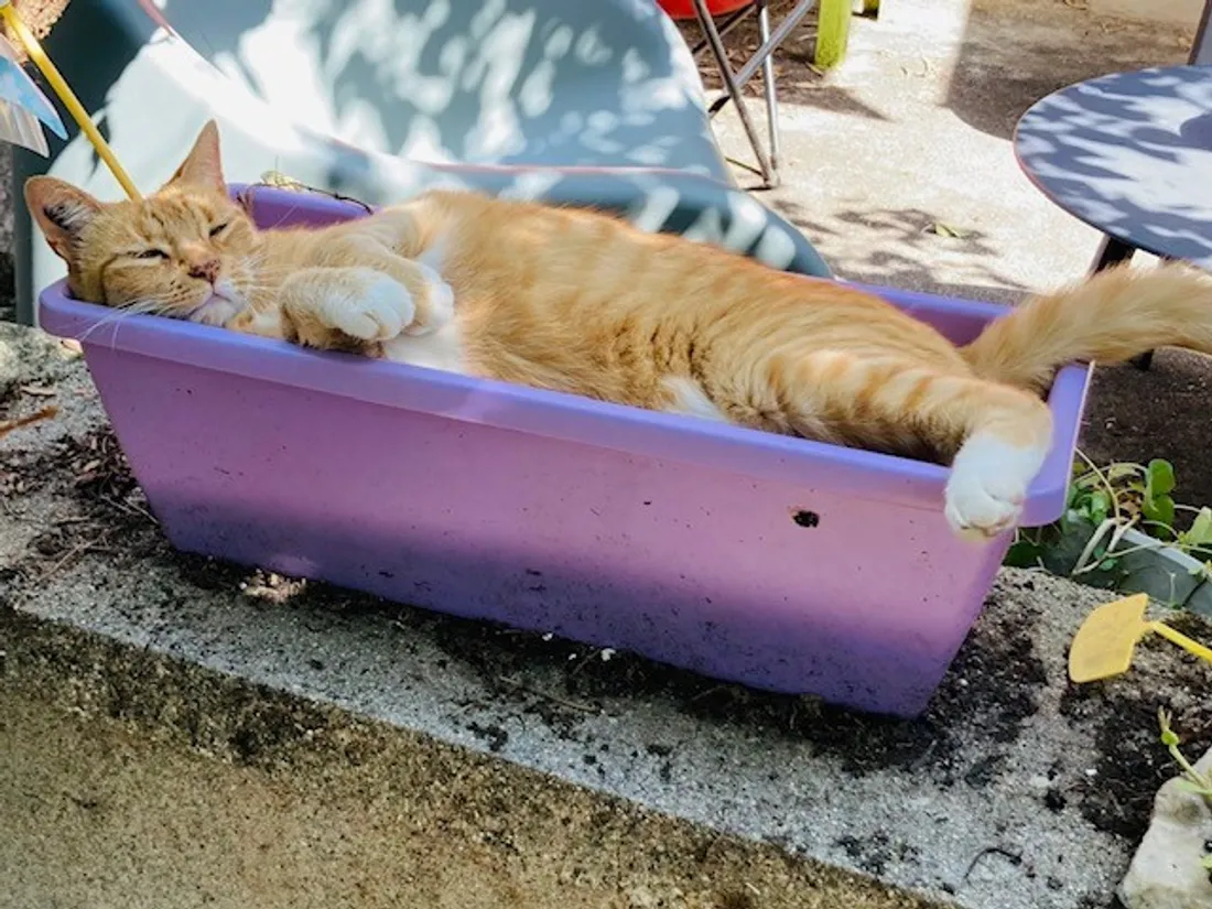 Chat chaleur