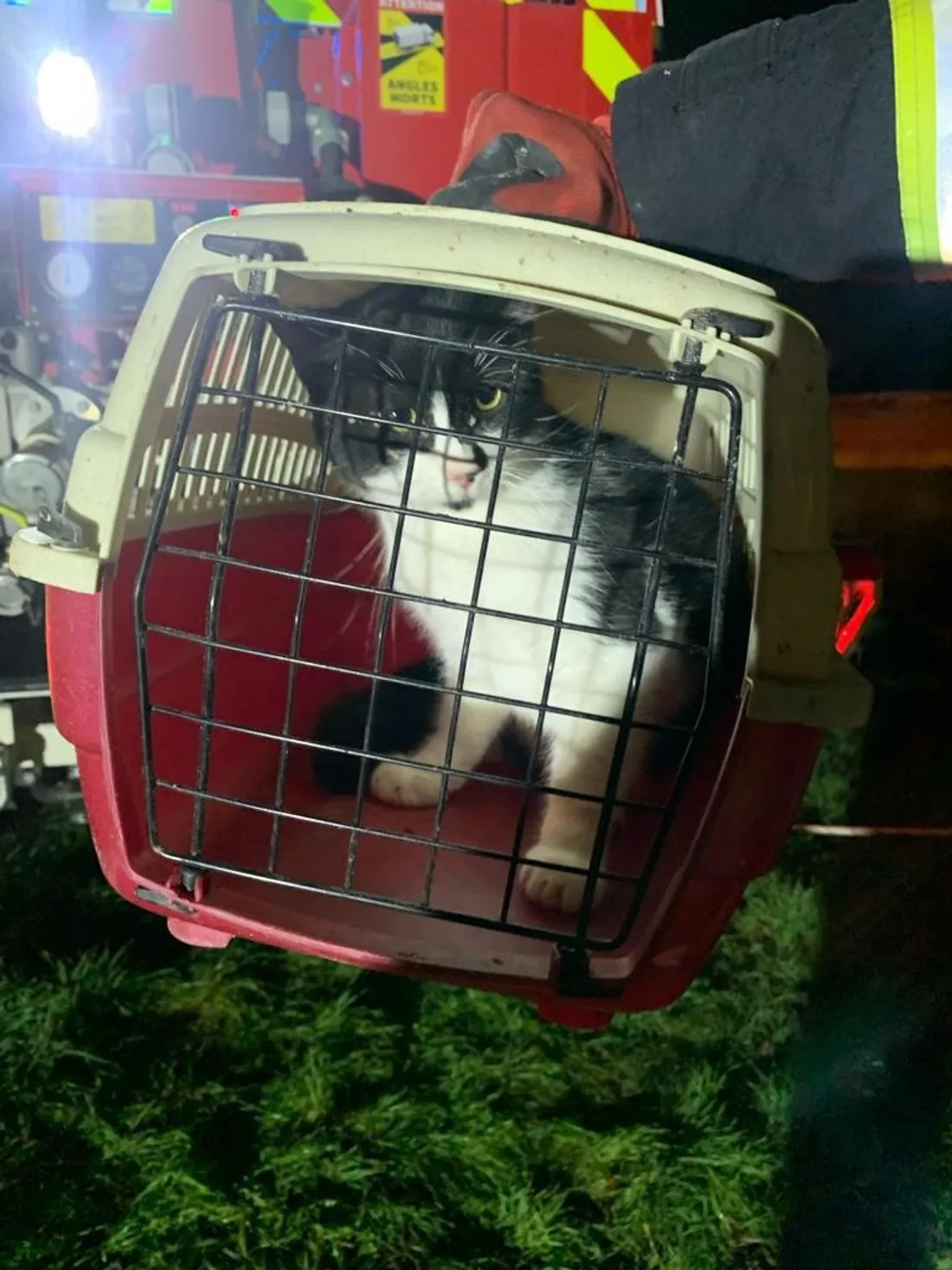 Chat sauvé St Léon