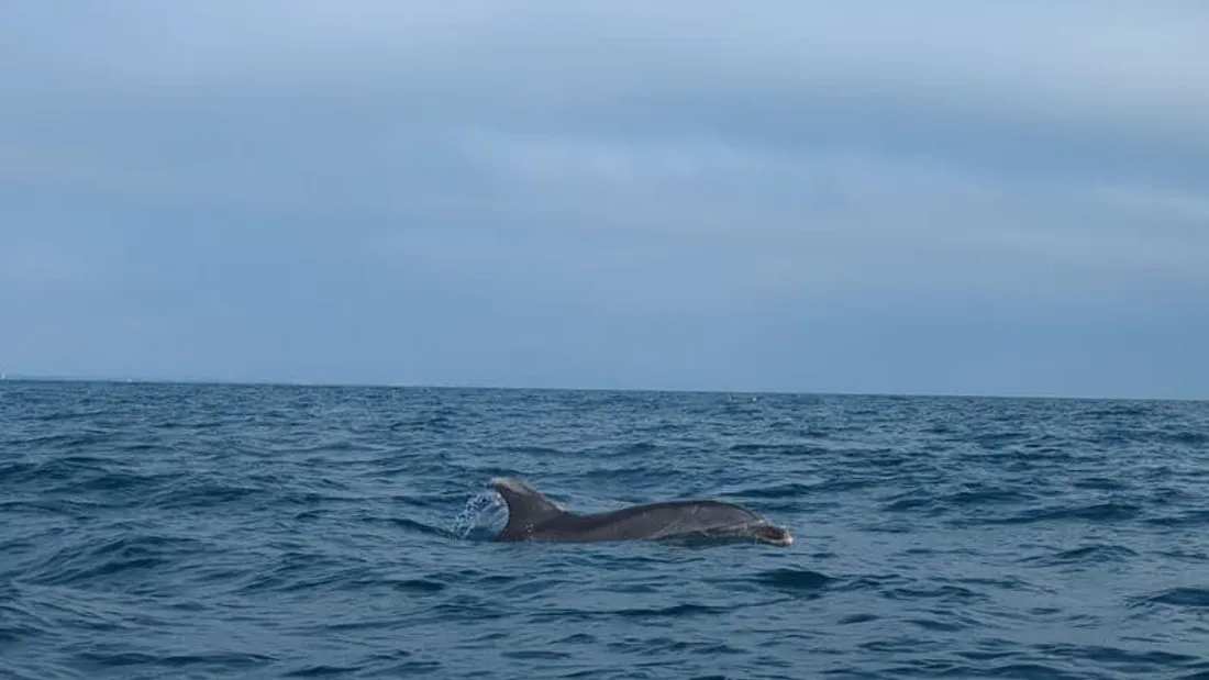 Grand dauphin observé au sud du Golfe du Lion