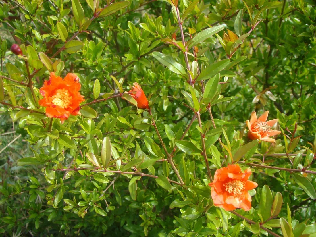 GAEC Ferme de Milgrana 