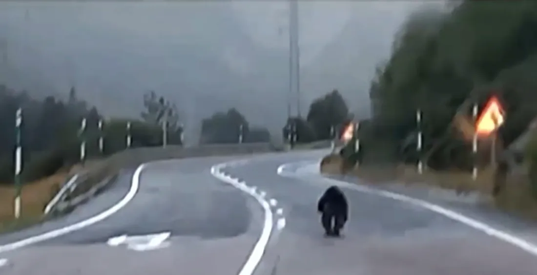 Un ours lancé à pleine vitesse sur une route des Pyrénées