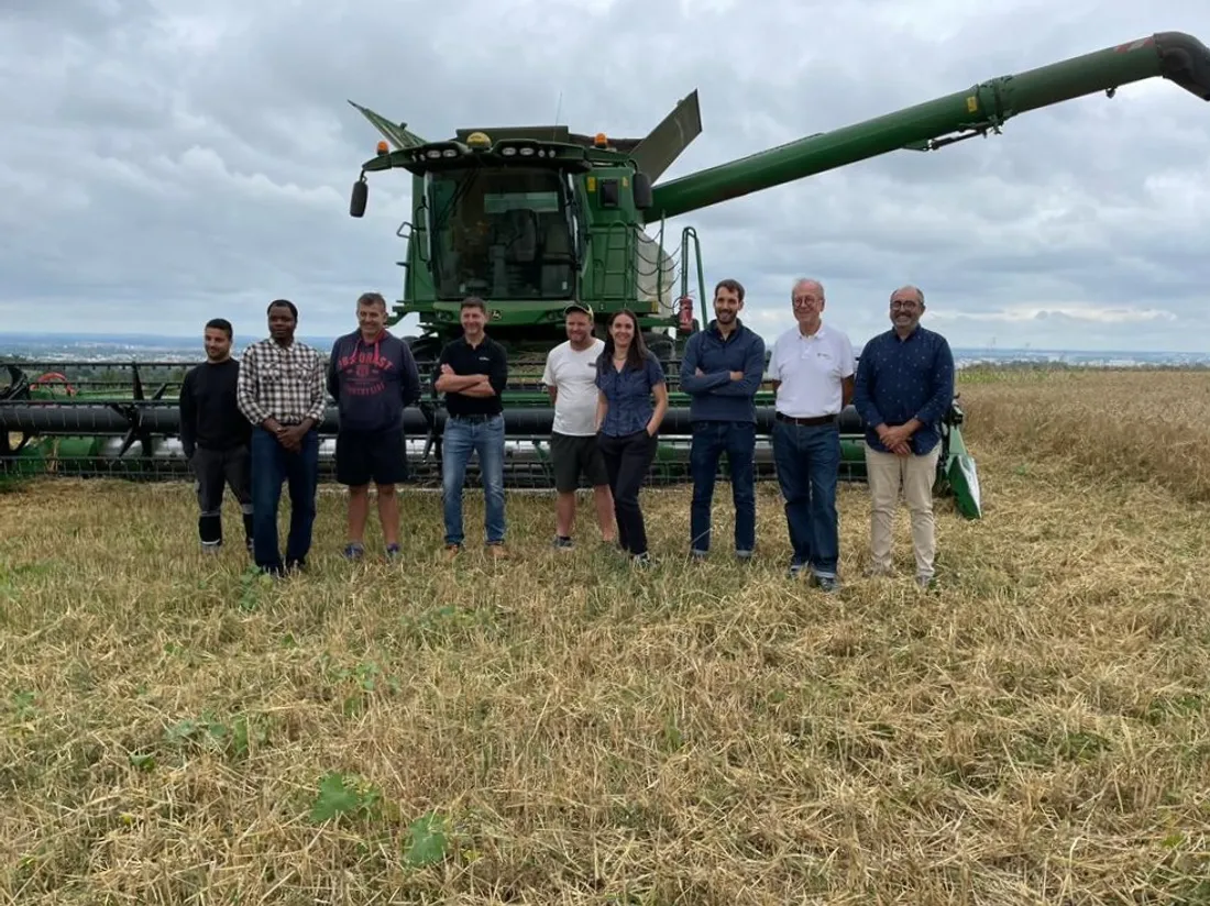 Le blé de la parcelle "Candie" à Toulouse est moissonné avant d'être transformé en baguettes 
