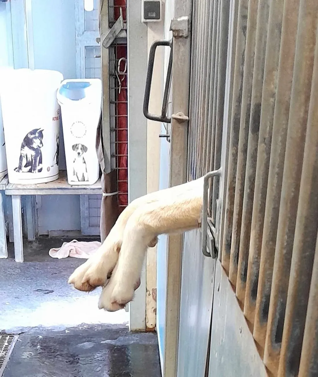 Le nombre d'abandons d'animaux explosent cet été dans le Tarn : +15%