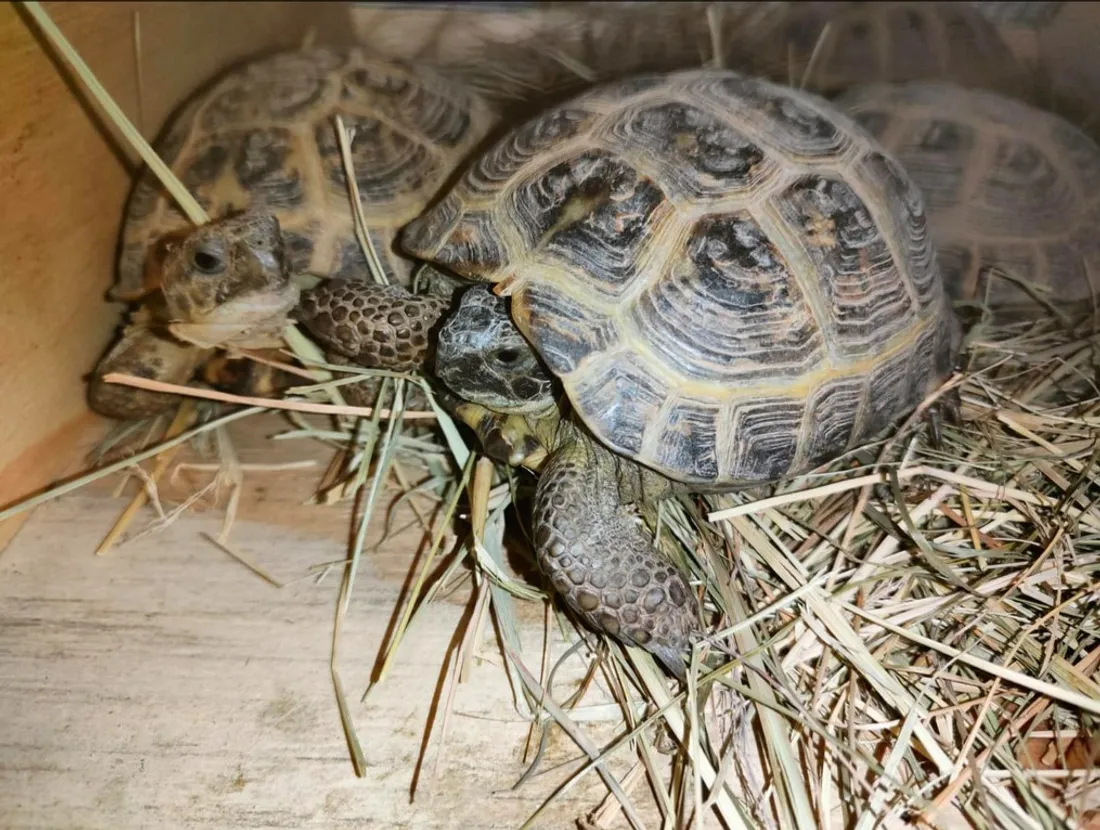 Les tortues ont été saisies par les douaniers de Bourg Madame (66)