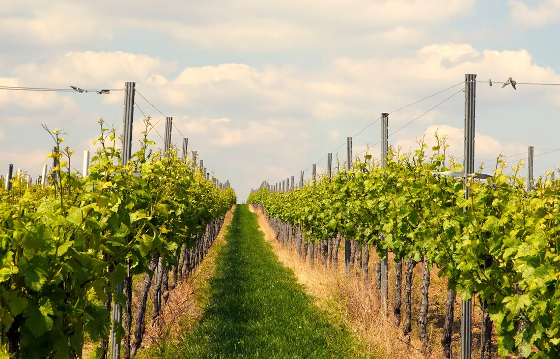 Vignes