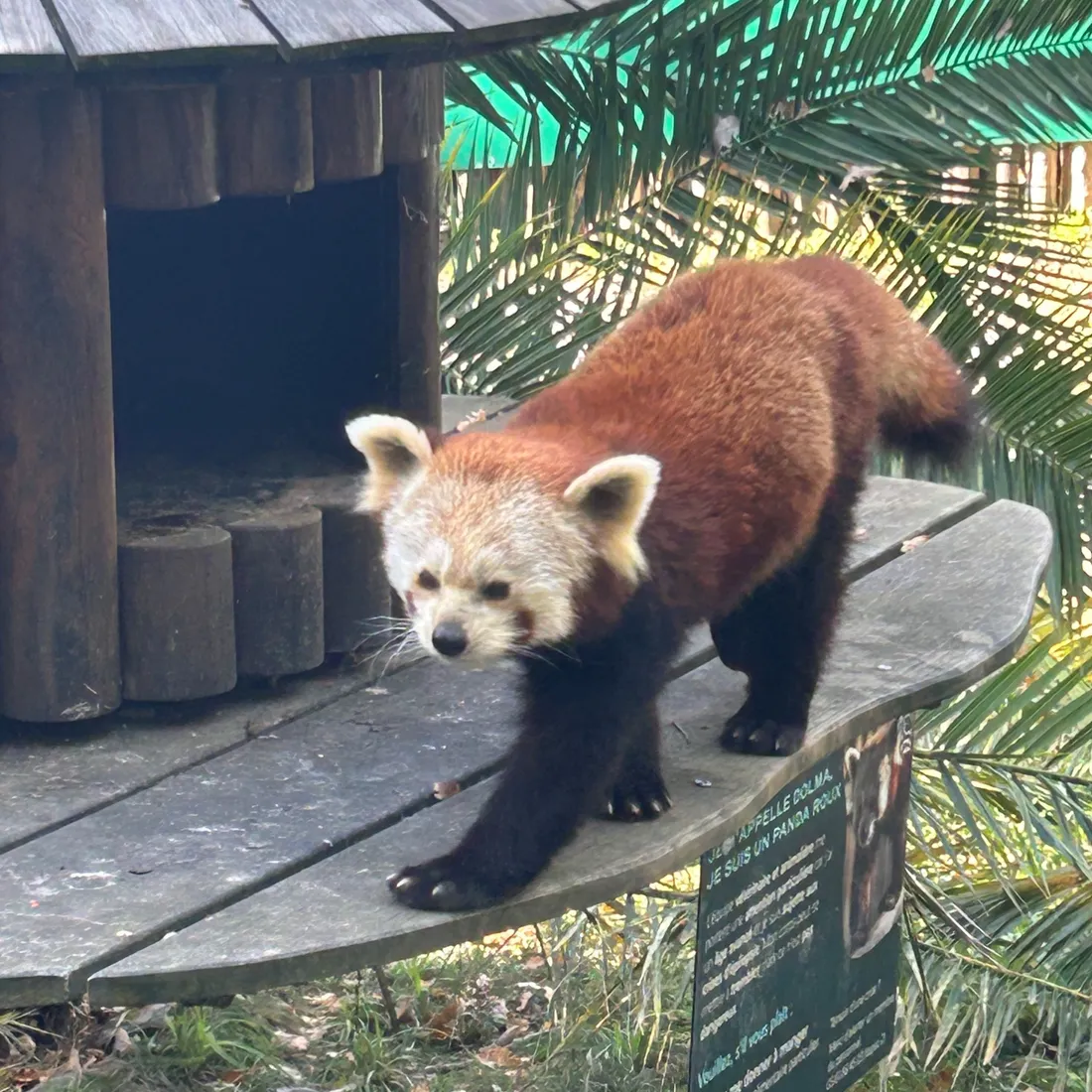 Le colocataire de l'enclos, un panda roux, attiré par le spectacle... ou l'objectif des caméras