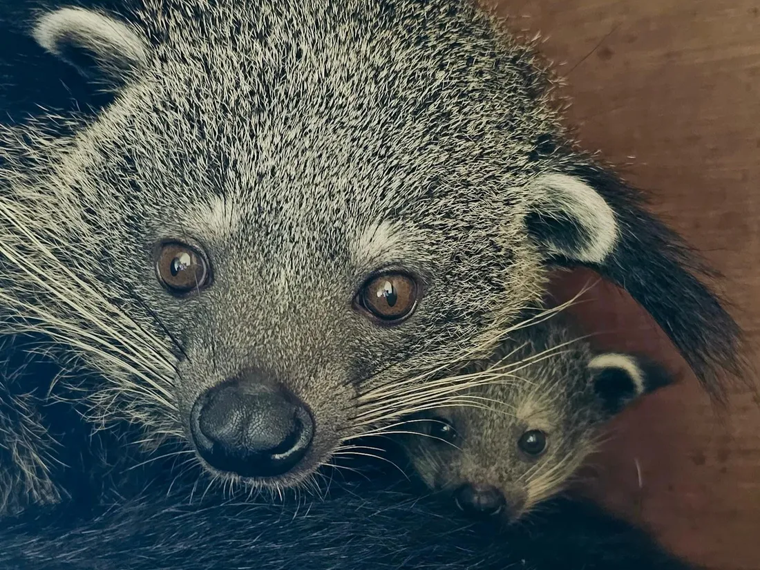 binturong
