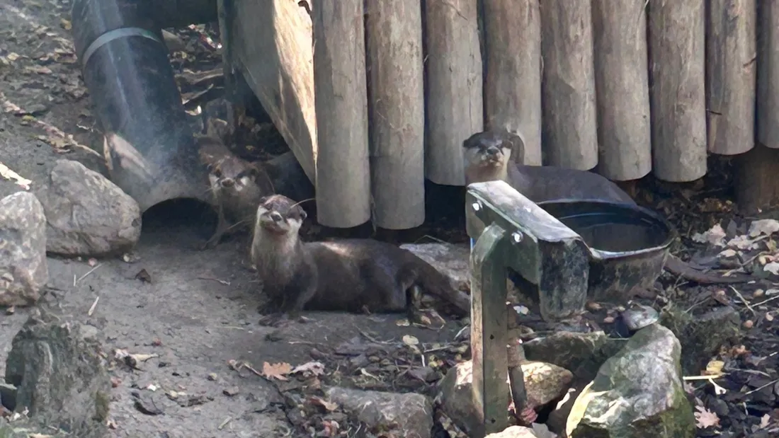 Les parents tenus à bonne distance pour cette première rencontre des loutrons avec les Hommes