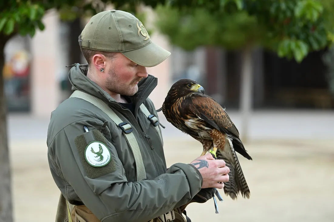 Exemple de prédation naturelle :  Phoenix Effarouchement intervenue dans le centre-ville ajaccien.