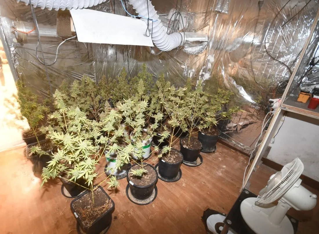 Cannabis Mazamet Tarn