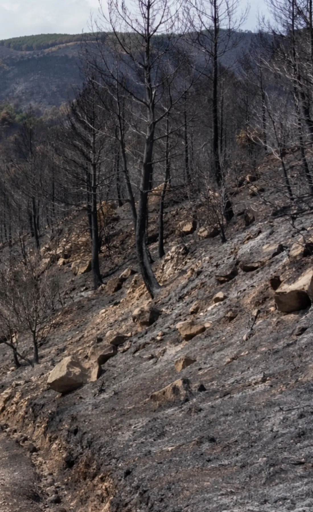 Incendie des Corbières: mise en examen d'un agent de l'ONF soupçonné d'être à l'origine du feu