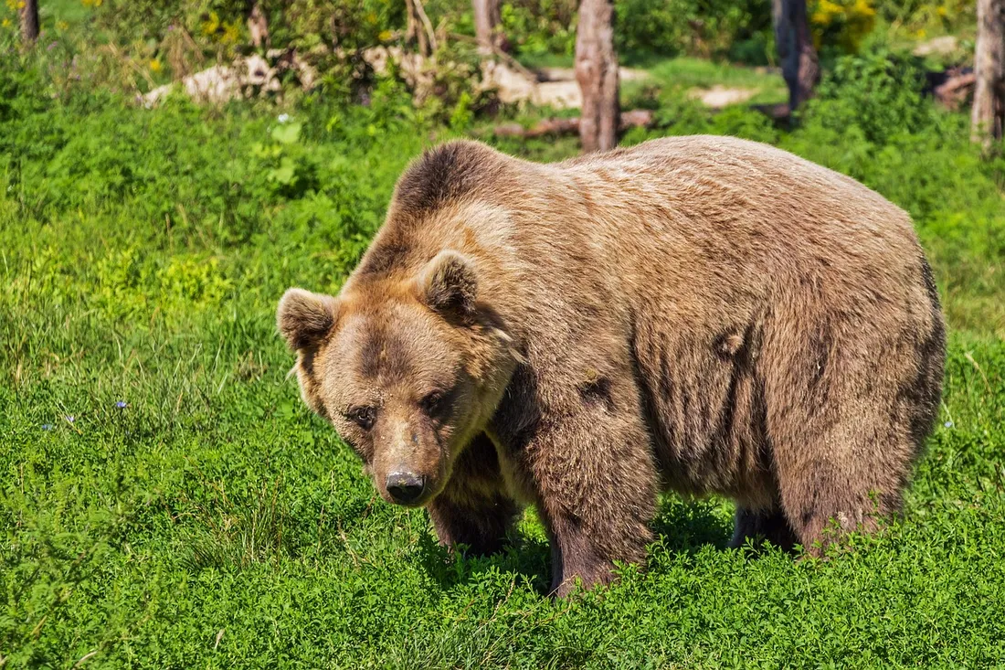 L'ours dans les Pyrénées, au cœur de vifs débats 