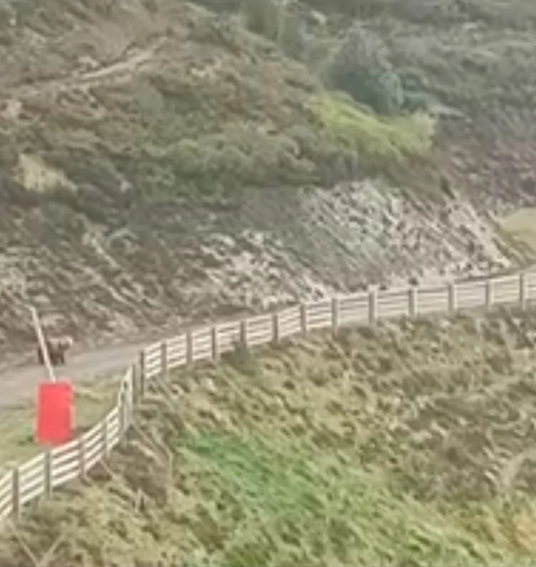 Ariège : inquiétude des éleveurs après des attaques présumées d’ours
