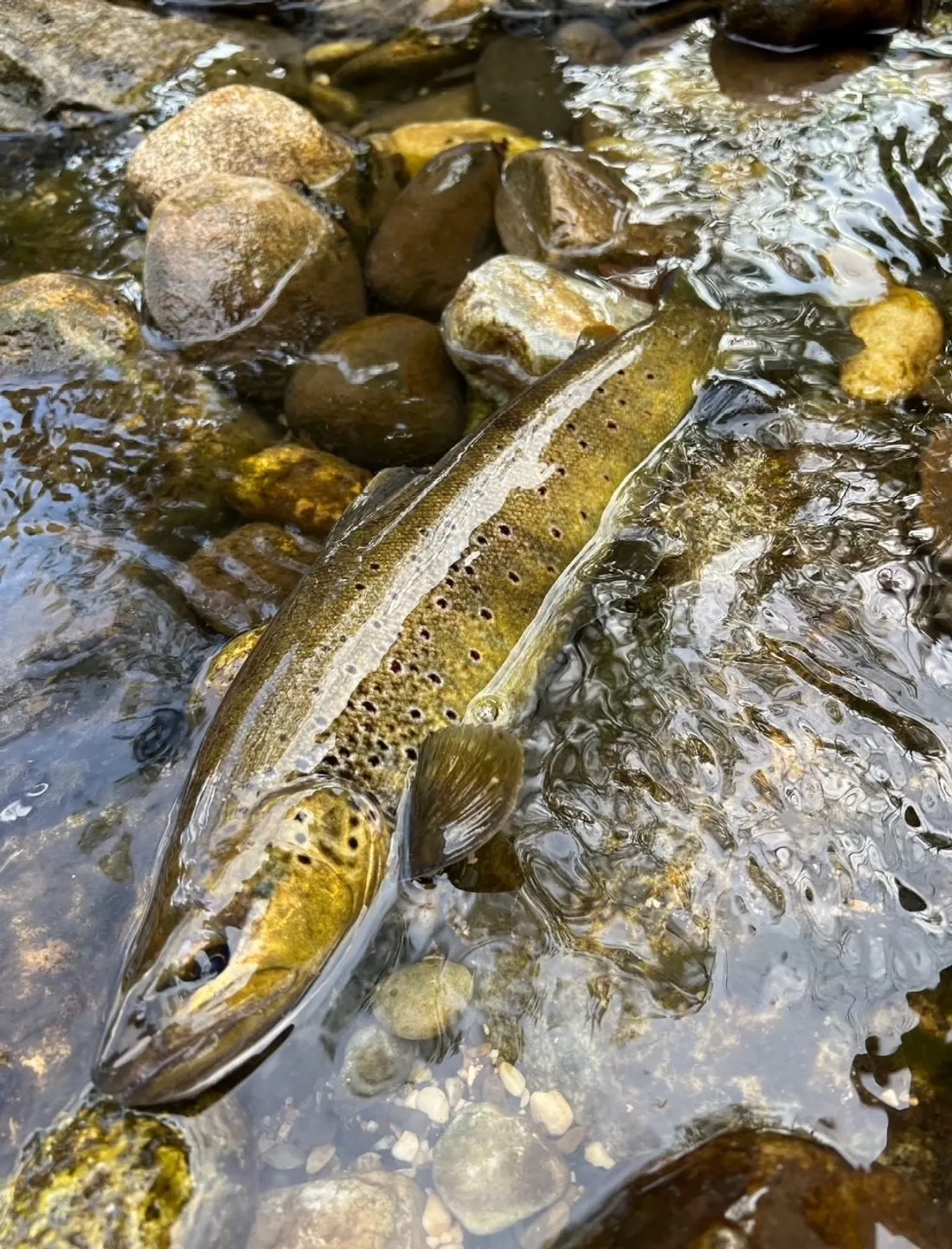 10 000 mordus prêts pour ce samedi dans l'Aude