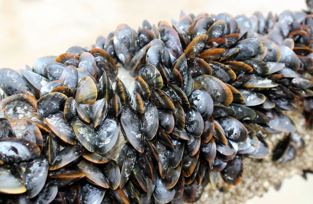 Moules - Photo illustration adobe