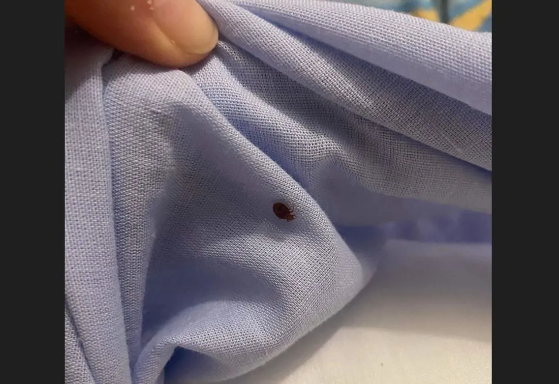 Les punaises pullulant chez notre témoin. 