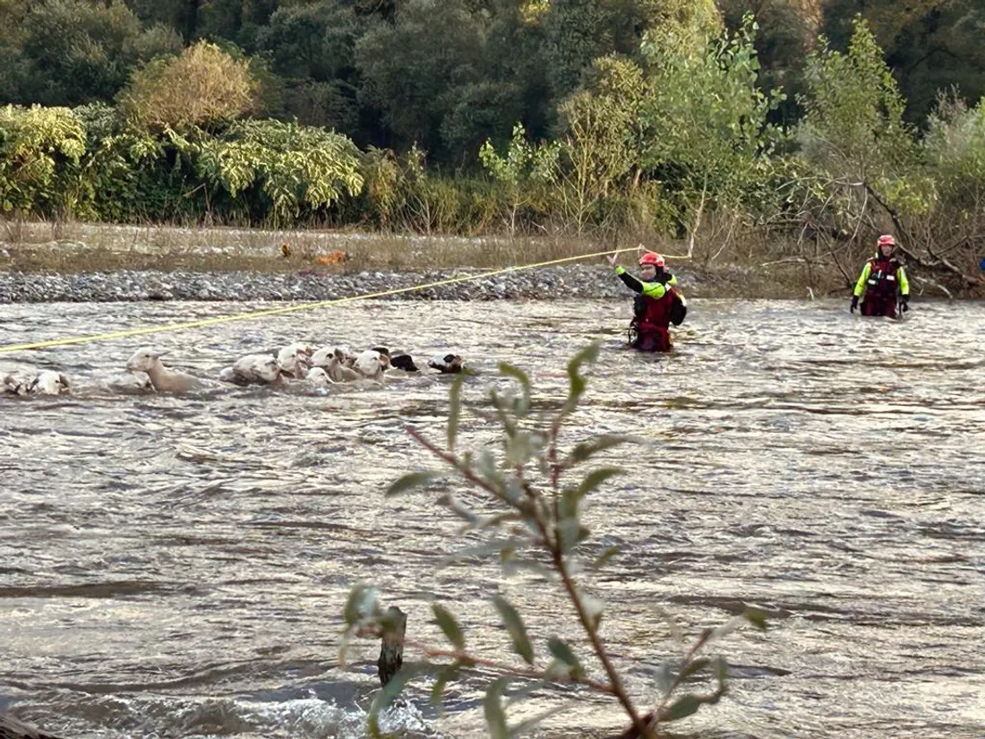 Le mouton est-il bon nageur ?