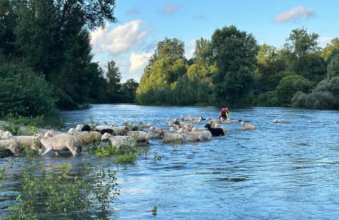 Les ovidés sauvés.
