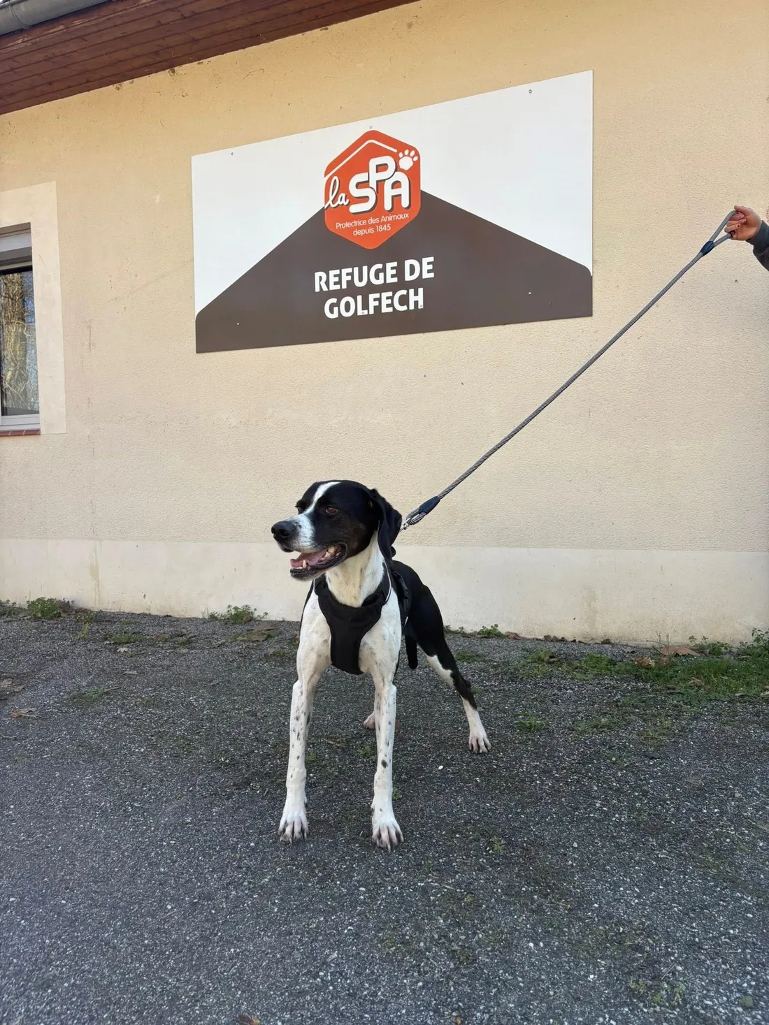 Et si vous aidiez un animal en attendant son adoption ? 