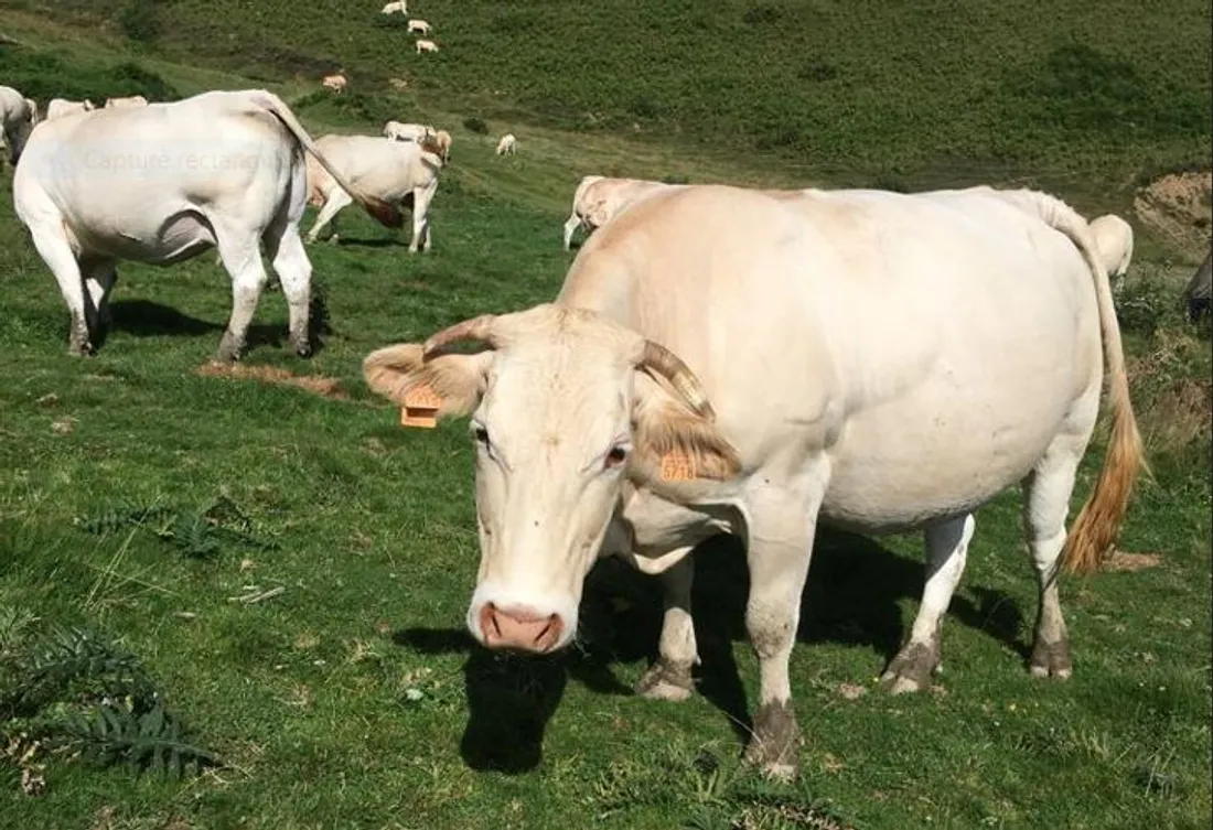 Marguerite dans son champ. 