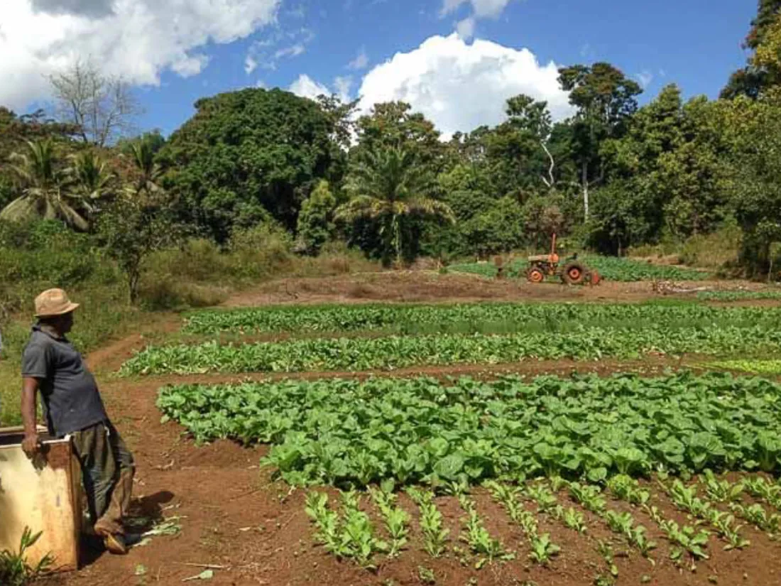 Relance de l'agriculture à Mayotte 