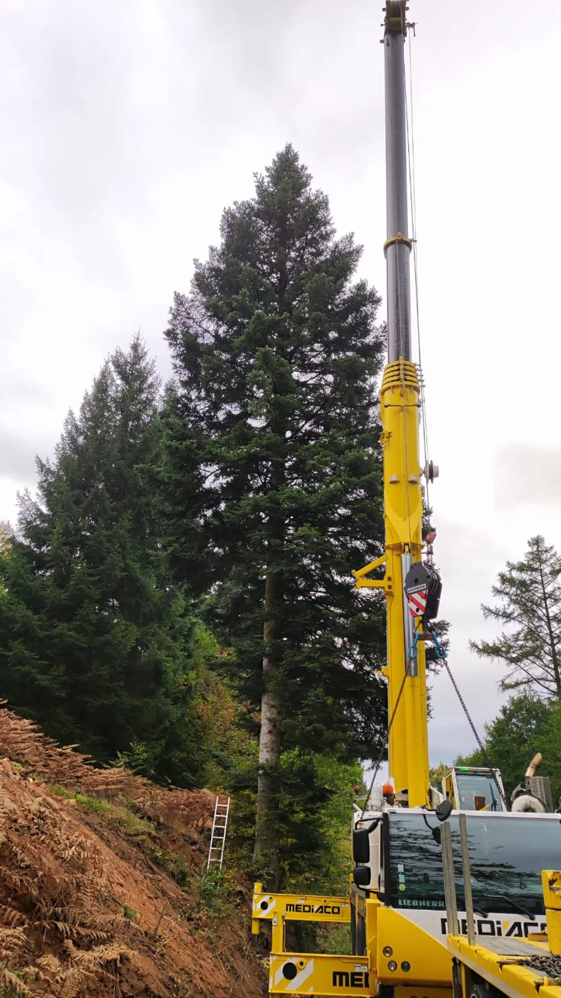Le grand sapin coupé en forêt à Bousson