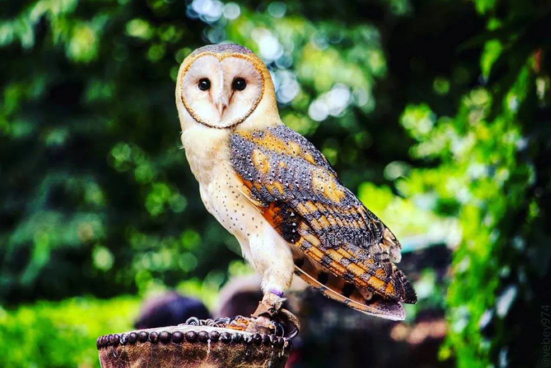 Pour la deuxième fois en 2023, des bébés chouettes sont nés au campanile d'Eschau 