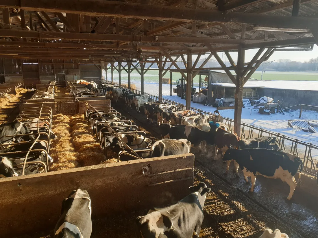 La Ferme du Bruehl à Eckwersheim participe à l'opération