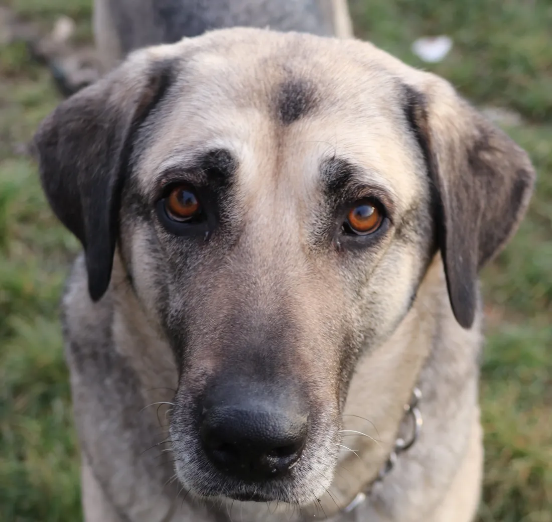 Elsa attend d'être adoptée à la SPA de Strasbourg.