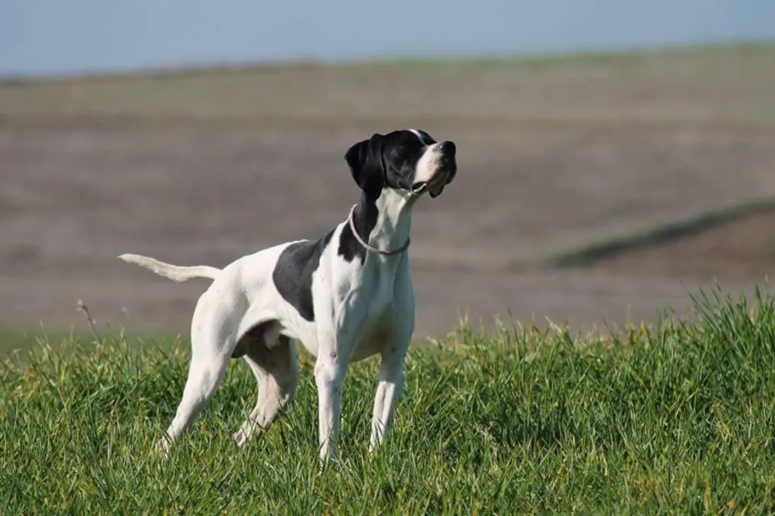 Des chiens ont été piégés par des lames de rasoirs à Gerstheim