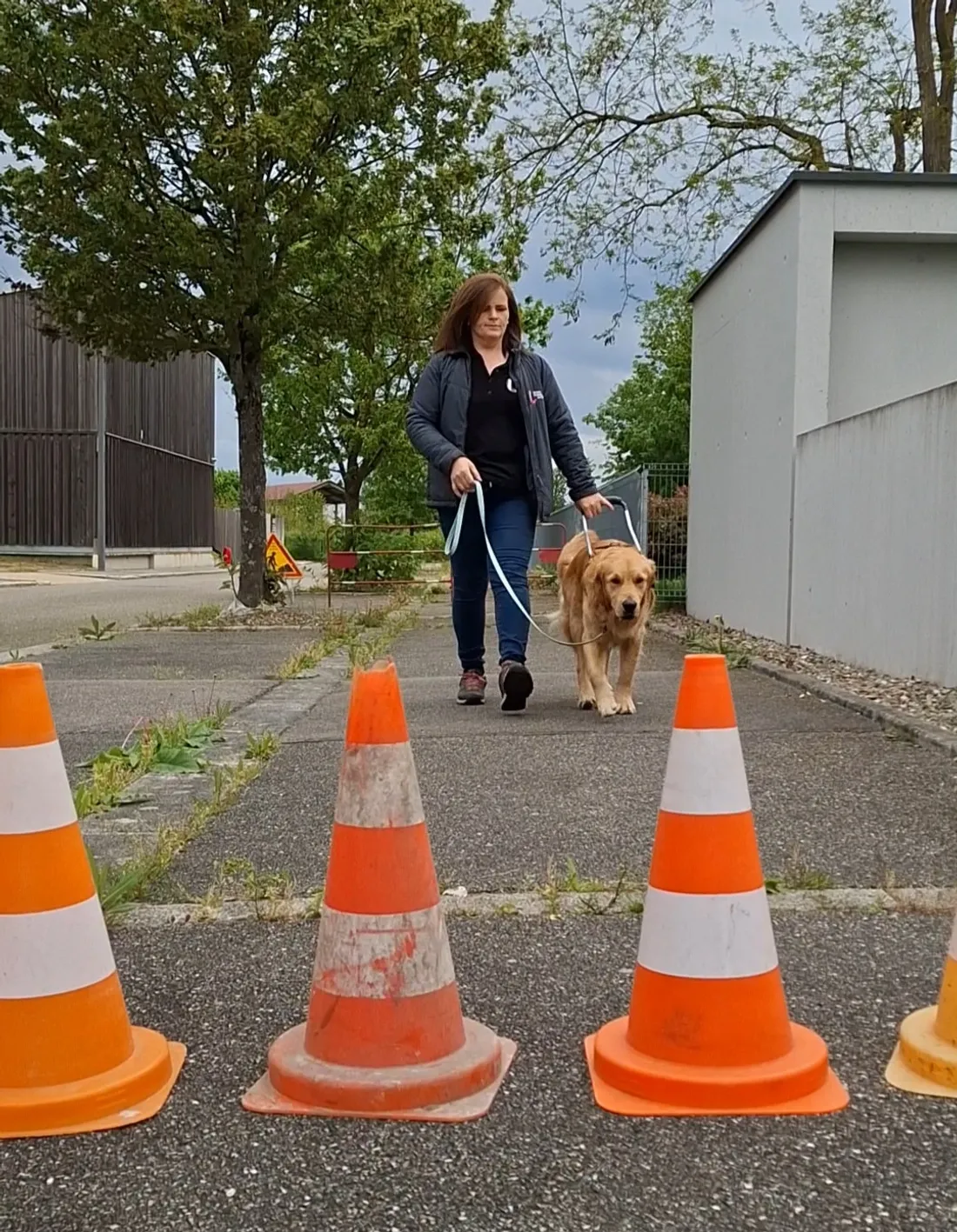 L'école de chien guide de l'Est forme les futurs chiens guides