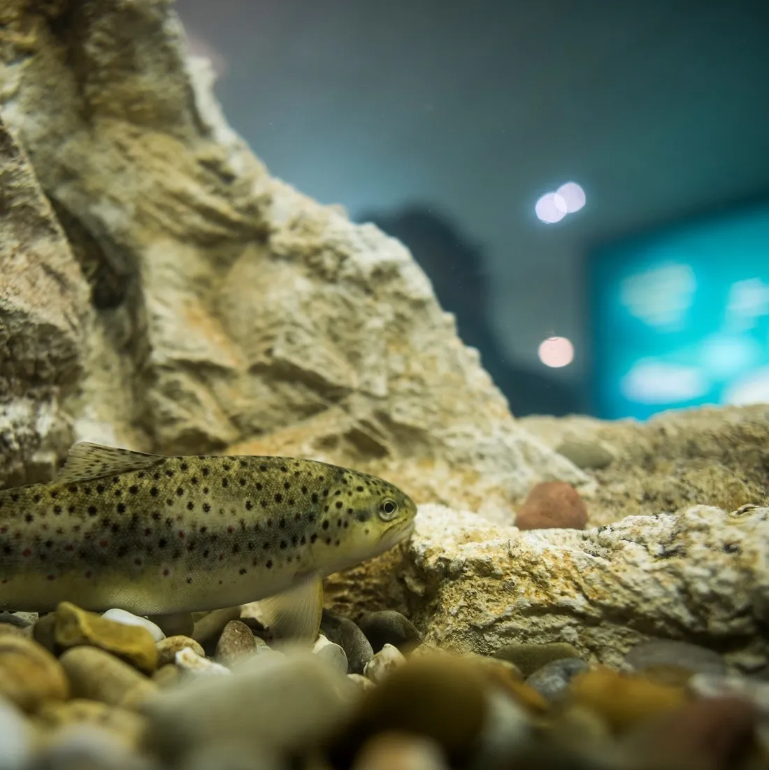 La passe à poissons de Gambsheim présente des espèces migratoires