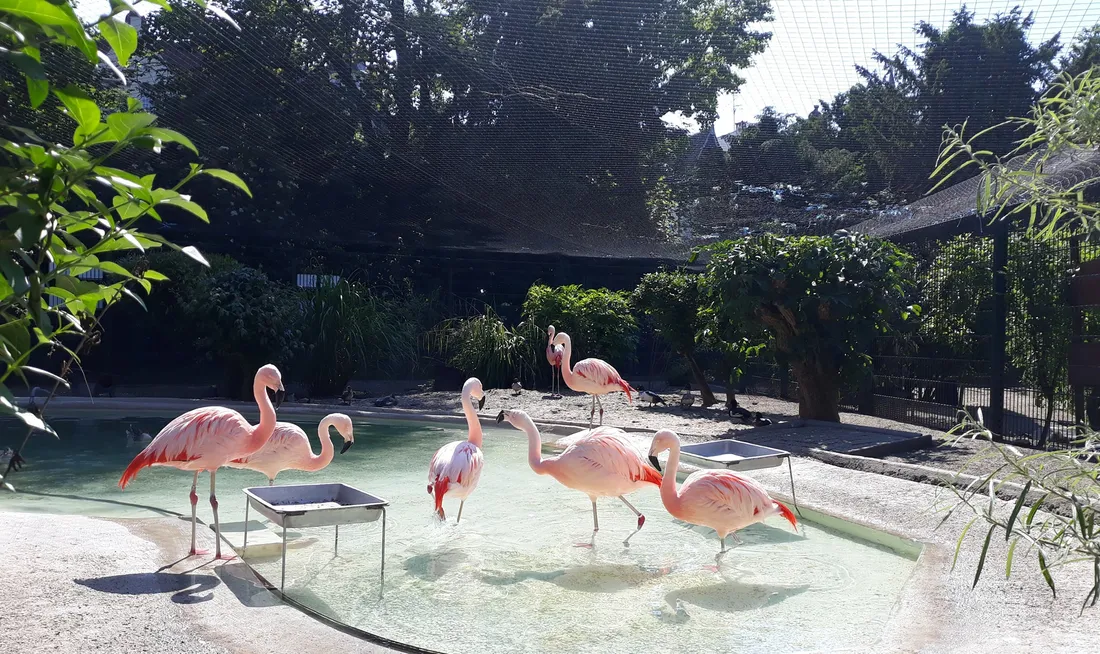 Les flamants du Chili ne sont plus au zoo de l'Orangerie à Strasbourg