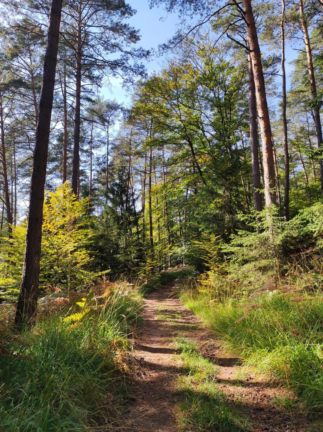 De bons comportements à adopter en forêt